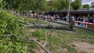 Ein umgestürzter Baum liegt neben dem Flohmarkt im Berliner Mauerpark. Am späten Sonntagnachmittag fiel der Baum auf darunter sitzende Menschen. (Quelle: dpa/Jörg Carstensen)