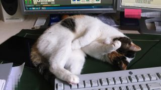 Eine Katze liegt zwischen Tastatur und Bildschirm. (Quelle: rbb/M.Ossowski) Eine Katze liegt zwischen Tastatur und Bildschirm. (Quelle: rbb/M.Ossowski)