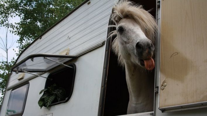 Pferd auf dem Dorettenhof bei Templin schaut aus einem Wohnwagen