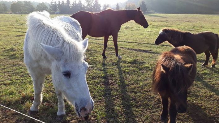 Pferde auf einer Weide des Dorettenhofes bei Templin