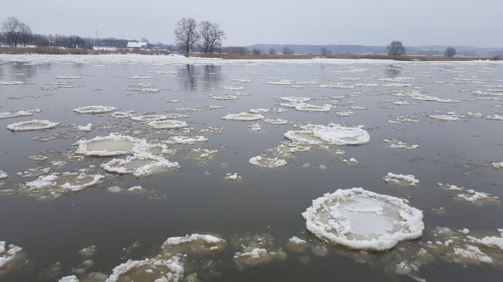 Brieger Gänse runde Eisschollen auf der Oder