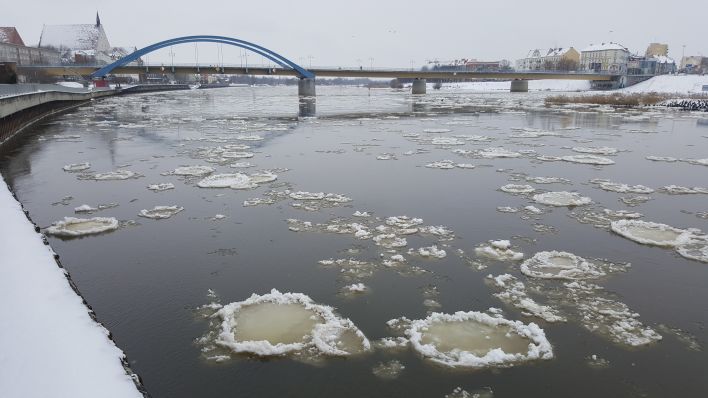 Brieger Gänse runde Eisschollen auf der Oder