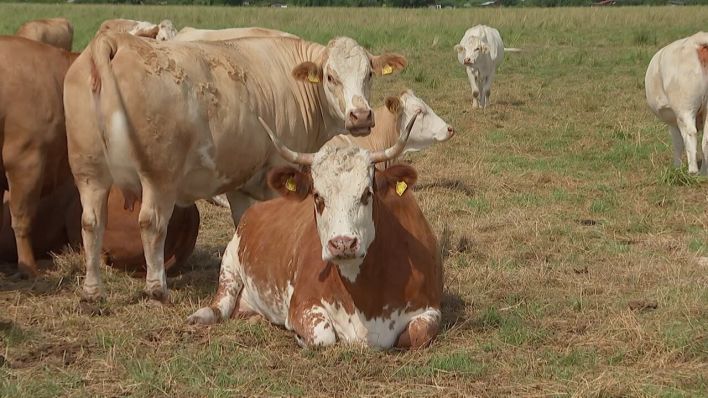 Kühe in der Ziltendorfer Niederung müssten bei Hochwasser evakuiert werden.