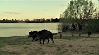 Wildschweine wandern am Wasser entlang