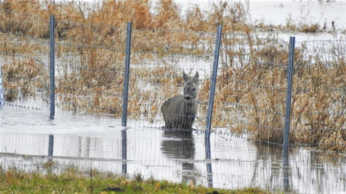 Rehe können Zaun gegen Schweinepest im Nationalpark Unteres Odertal nicht überwinden