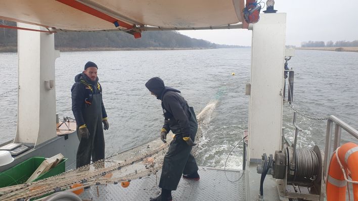 Wissenschaftler des Leibniz-Institutes für Gewässerökologie nehmen Proben von Wasser und Fischen in der Oder