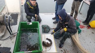 Experten des Leibniz-Institutes für Gewässerökologie nehmen Proben von Wasser und Fischen in der Oder