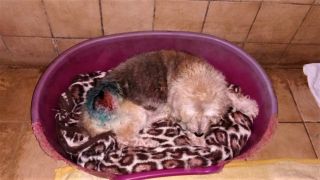 Verletzter Hund im Tierheim Wesendahl