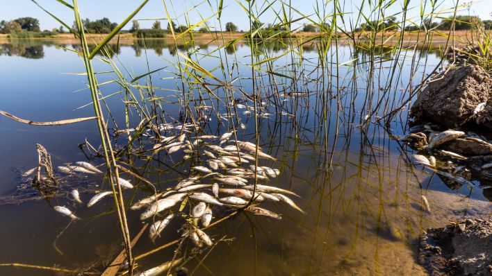 Tote Fische schwimmen in der Oder bei Brieskow-Finkenheerd. (Foto: Frank Hammerschmidt/dpa)