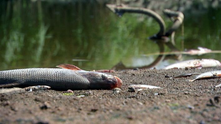 Überall an und in der Oder finden sich tote Fische. (Foto: Michael Lietz/rbb)