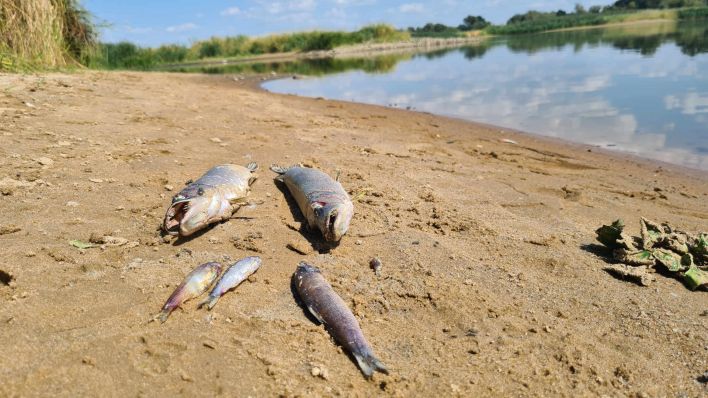 Tausende Fische treiben tot in der Oder. (Foto: Michael Lietz/rbb)