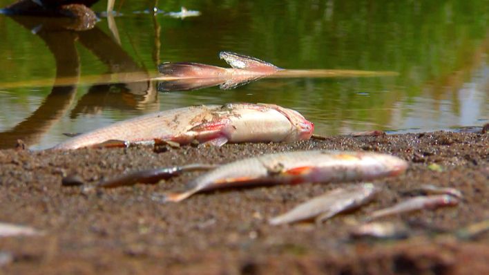Tausende tote Fische Treiben auf der Oder. (Foto: Michael Lietz/rbb)