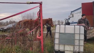 Pferd wird von Hof in Autobox geführt