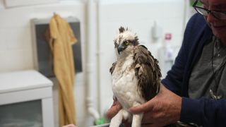 Templiner Tierarzt behandelt Fischadler