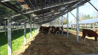 Agri-PV verbindet Solar mit Landwirtschaft