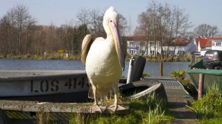 Pelikan in Beeskow