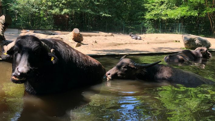 Kühles Bad für Wasserbüffel im Tierpark Cottbus