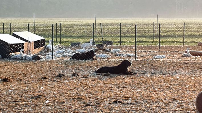 Schock In Kolkwitz Hunde Töten 160 Gänse Auf Biohof Rbb24