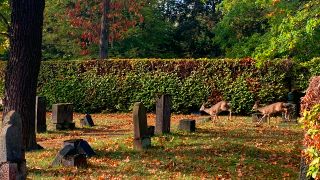 Rehe auf dem Südfriedhof Cottbus (Foto: rbb/Ludwig)