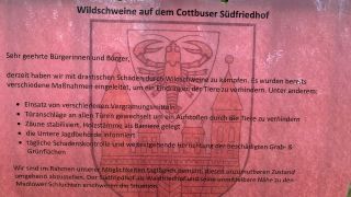 Hinweisschild der Stadt Cottbus zu Wildschweinen auf Südfriedhof (Foto: rbb/Ludwig)