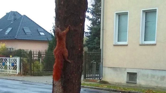 Das an den Baum genagelte Eichhörnchen in Bad Liebenwerda (Bild: Sue-Ann Eulitz)