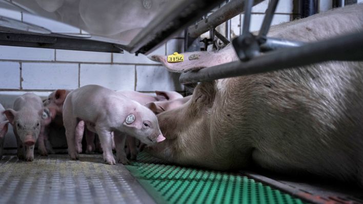Schweinehaltung in Elbe Elster (Quelle: Animal Rights Watch)