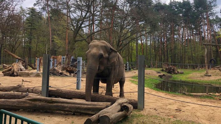 Elefant im Cottbuser Tierpark (Bild: Josefine Jahn/rbb)