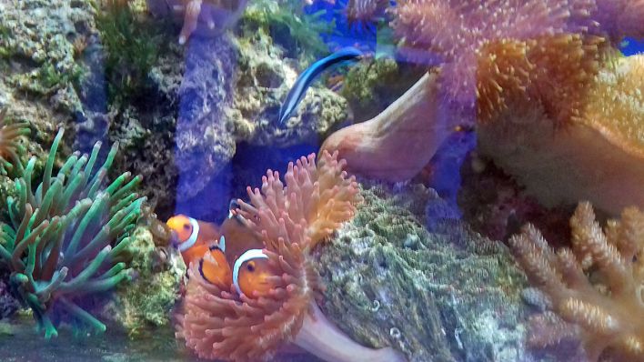 Korallen der Korallenfarm Cottbus mit Clownfisch (Foto: rbb/Schomber)