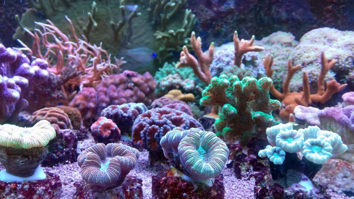 Korallen der Korallenfarm Cottbus (Foto: rbb/Schomber)
