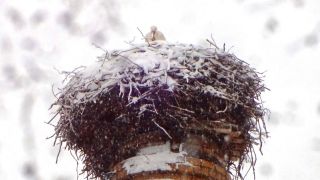 Der Herzberger Storch in seinem Nest (Bild: privat)