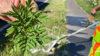Eine hochallergene Ambrosiapflanze am Straßernrand zwischen Cottbus und Kolkwitz