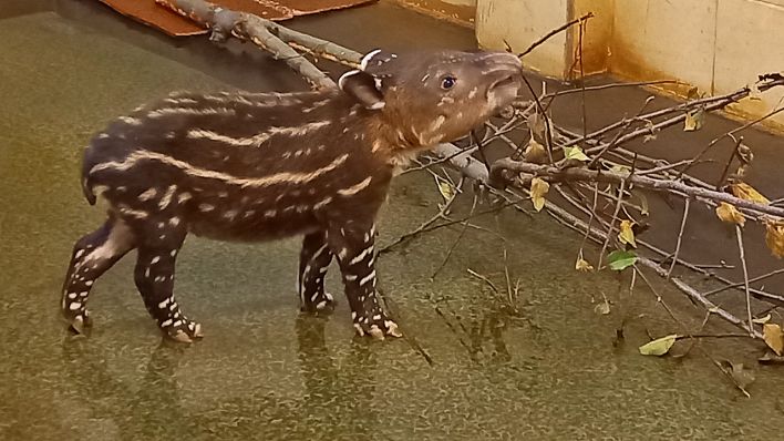 Das eine Woche alte Tapir-Baby im Tierpark Cottbus