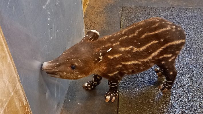 Eine Woche nach der Geburt: Das Tapir-Baby im Tierpark Cottbus