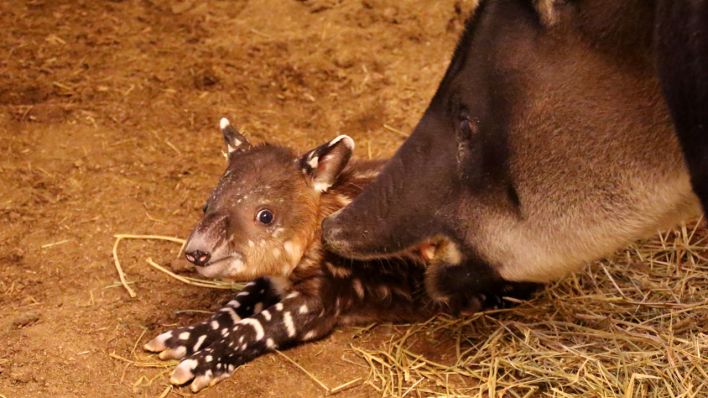 Der neugeborene Tapir im Cottbuser Tierpark (Bild: Tierpark Cottbus)