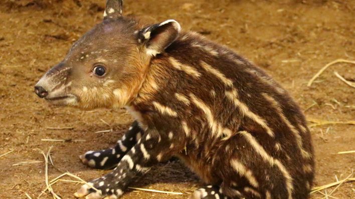 Der neugeborene Tapir im Tierpark Cottbus (Bild: Tierpark Cottbus)