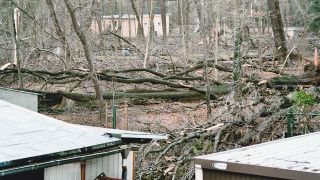 Umgestürzte Bäume im Schlosspark Lauchhammer
