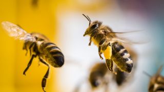 Bienen fliegen zurück zu ihrem Stock (Foto: dpa/Rumpenhorst)