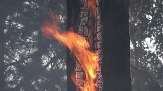 Brennender Baum in der Lieberoser Heide
