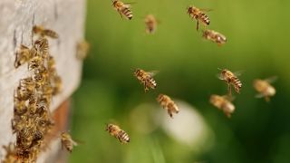 onigbienen fliegen das Einflugloch zu ihrem Bienenstock an (Foto: dpa/Steinberg)
