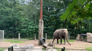 Elefantendame Sundali im Gehege des Tierparks Cottbus (Foto: rbb/Kessler)