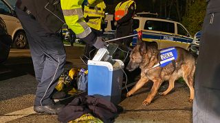Ein Polizeihund an einer Kühlbox, die untersucht wird (Foto: Polizei Brandenburg)