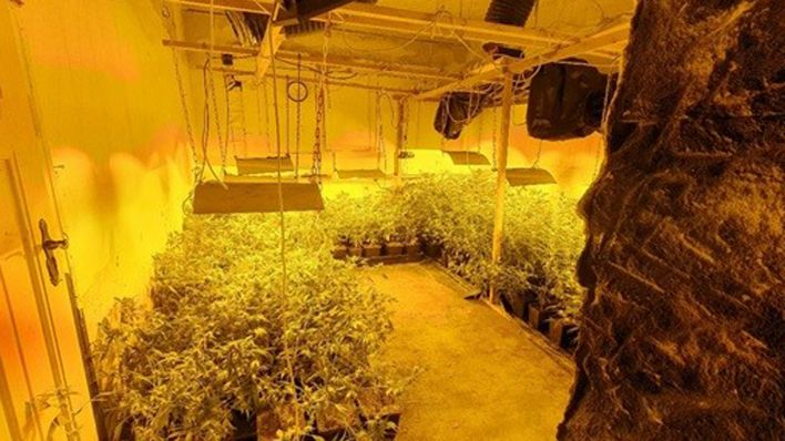 Cannabis-Pflanzen, die auf einem Grudnstück in Doberlug-Kirchhain entdeckt wurden