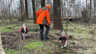 Zwei Jagdhunde in einem Wald auf der Suche nach Wildschweinkadavern.