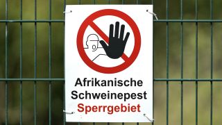 Ein weißes Warnschild mit der Aufschrift "Afrikanische Schweinepest Sperrgebiet" sowie einem Piktogramm mit einer Person mit ausgestreckter Hand in einem durchgestrichen roten Kreis an einem Doppelstabmattenzaun (Symbolfoto: dpa/Sukrow/Sulupress.de)