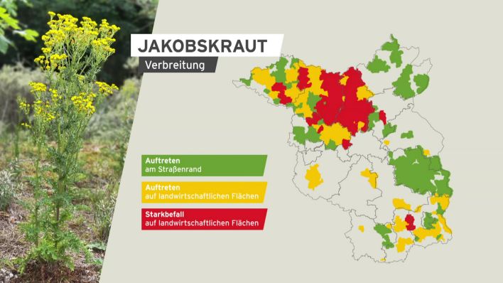 Auf einer Landkarte von Brandenburg ist die Verbreitung des Jakobskrauts zu erkennen (Grafik: rbb24 Brandenburg Aktuell)