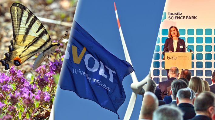 Eine Collage zeigt Fotos aus der Lieberoser Heide, von einer Fahne mit Svolt-Logo und BTU-präsidentin Grande bei einer Pressekonferenz zum Lausitz Science Park (Fotos: dpa/Pleullt Lausitz Science Park)