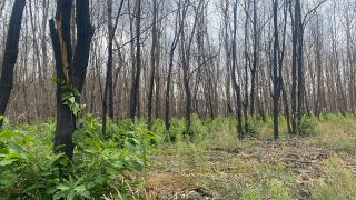 Ein Jahr nach dem Waldbrand bei Falkenberg sind erste Jungpflanzen nachgewachsen