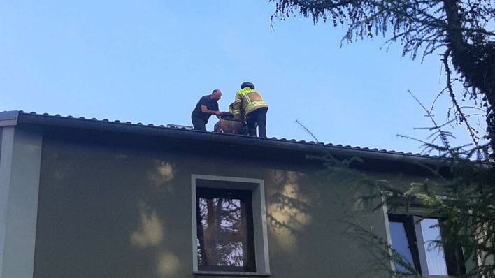 Feuerwehrleute versuchen den Waschbären aus dem Schornstein zu befreien (Bild: Stadt Cottbus)