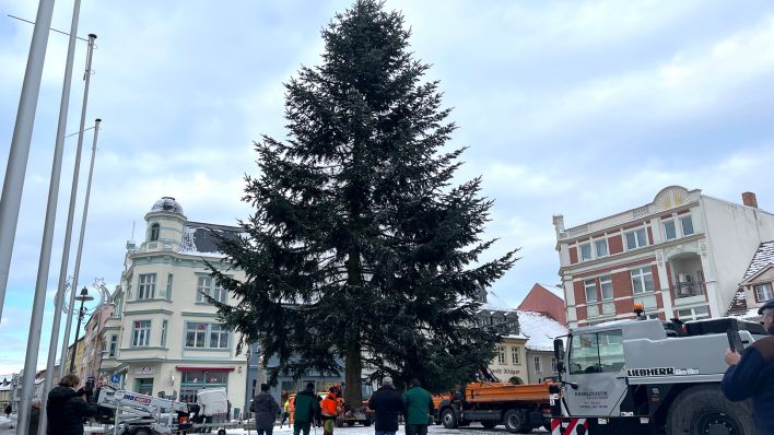 Ein Weihnachtsbaum wird auf dem Senftenberger Marktplatz positioniert.