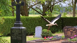 Der auffällige Storch auf dem Dissener Friedhof (Bild: rbb/Kabisch)